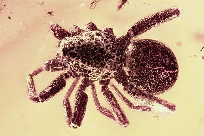 Detailed Fossil Spider (Araneae) In Baltic Amber #381533